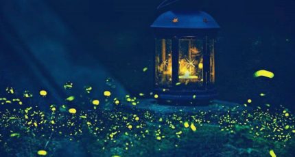 若無相欠,怎會相見