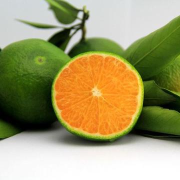 學會這三招好媽媽蜜橘 ，就讓你愛的人離不開你